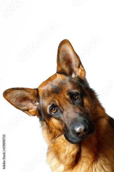 Obraz German Shepherd