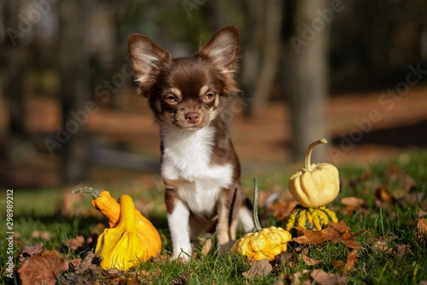 Obraz  Chocolate chihuahua puppy posing in autumn in the park