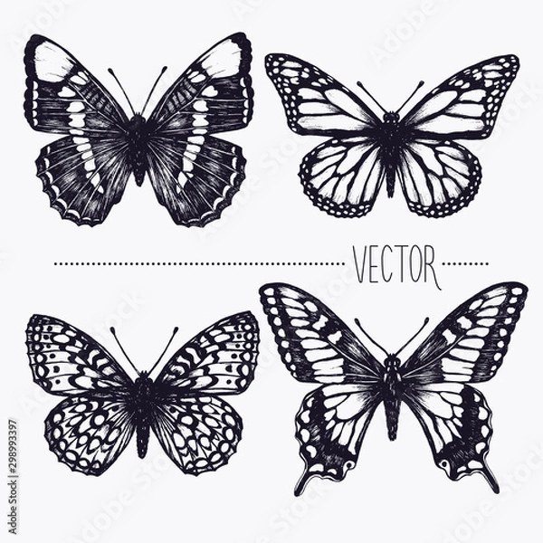 Obraz Vector hand drawn ink illustration. Tropical butterflies. Isolated clip art . Graphic design image for decoration. Engraving style, old fashioned, vintage picture. Nature objects. Entomology. Sketch