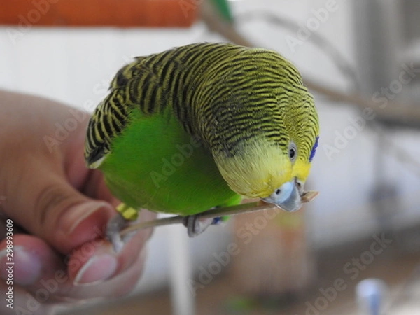 Obraz Budgie on a Stick