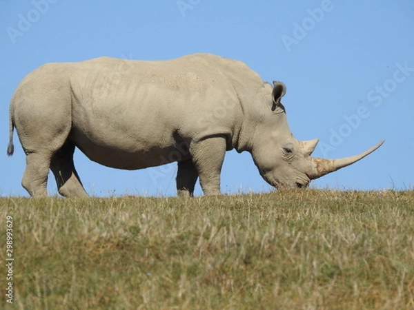 Obraz Rhino on Grass