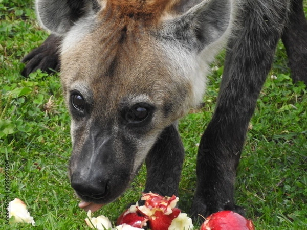 Obraz Hyena Love Apples