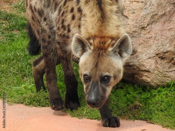 Obraz Hyena Surprise