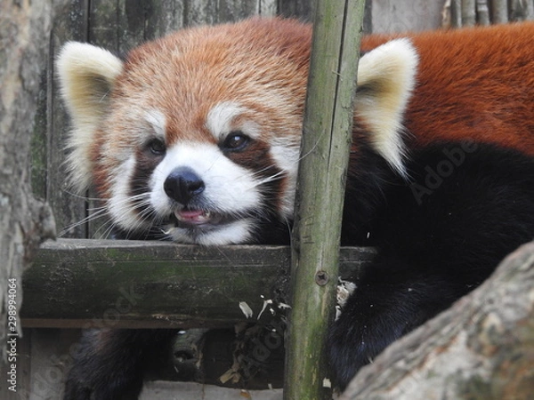 Obraz Red Panda Relaxing
