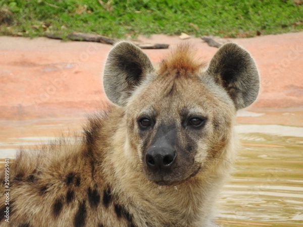 Obraz Hyena Swimming