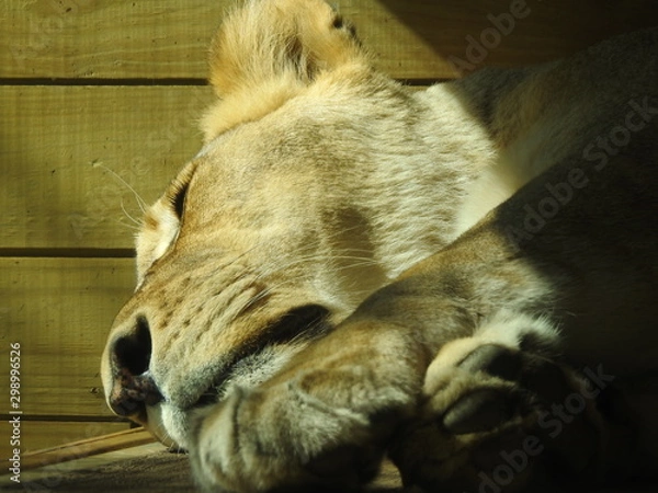 Obraz Napping Lioness