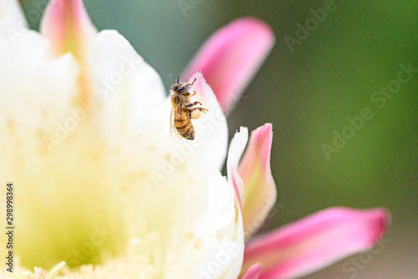 Obraz bee on peruvian apple cactus flower
