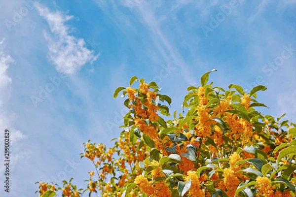 Fototapeta オレンジ色で強い香りのキンモクセイの花と白い雲のある青空