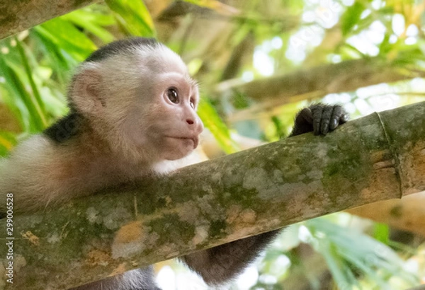 Fototapeta Costa rican monkey