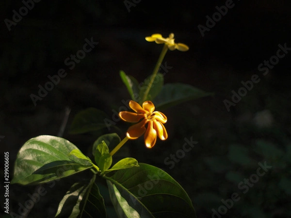 Fototapeta OLYMPUS DIGITAL CAMERA