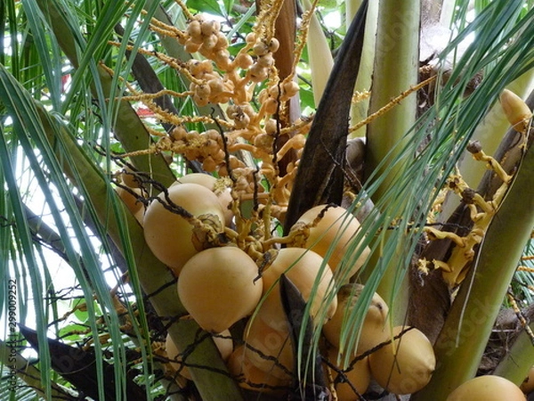 Fototapeta coconuts on tree