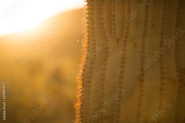 Obraz Cactus 