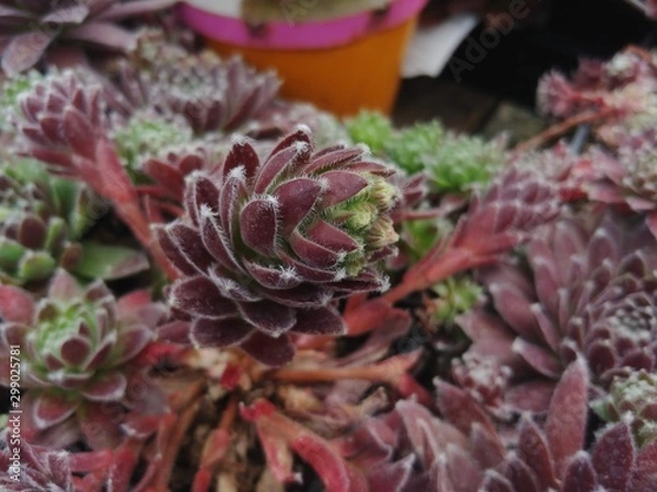 Fototapeta closeup of cactus