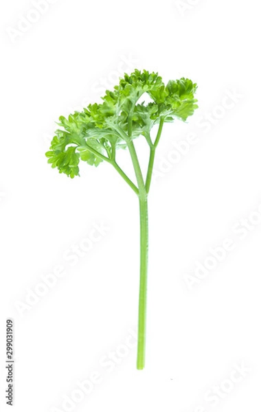 Obraz Parsley isolated on white background