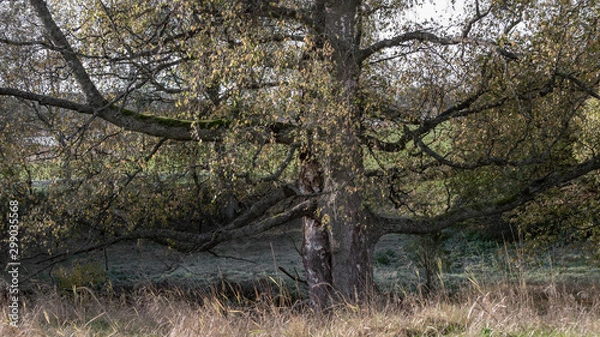 Fototapeta Isolated tree in late autumn