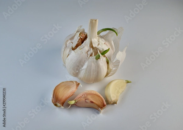 Obraz garlic on white background
