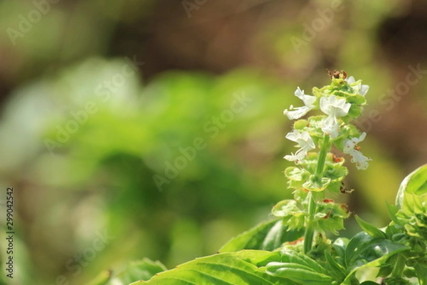 Fototapeta スイートバジルの花と実