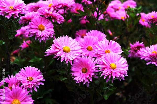 Obraz flowers in the garden