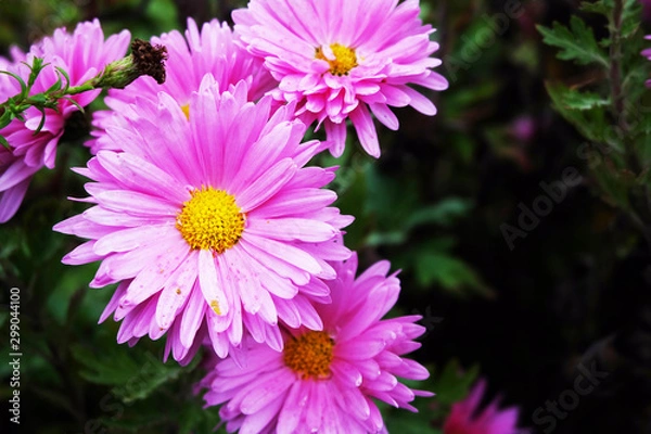 Obraz pink flowers in the garden