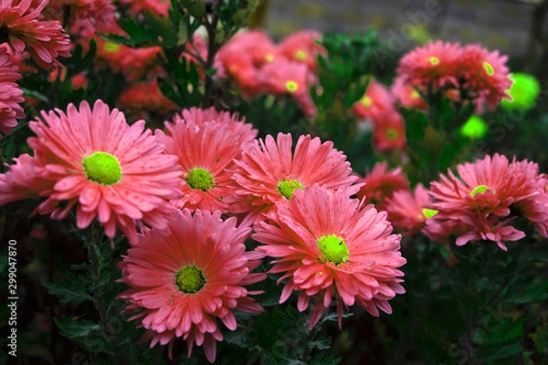 Obraz flowers in garden