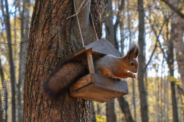 Obraz Cute squirrel eat something