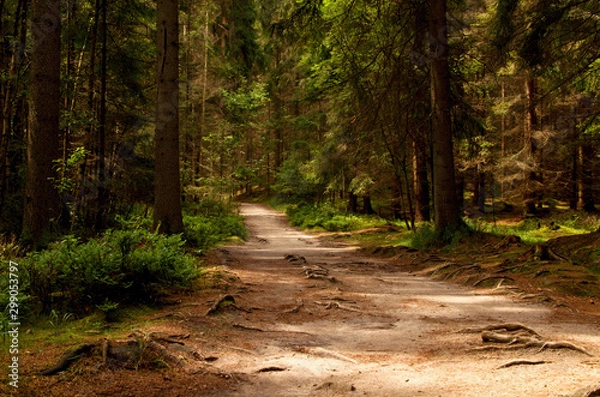 Obraz road leading through the forest
