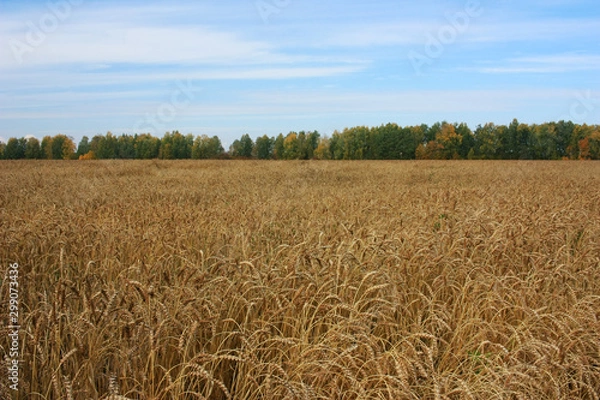 Fototapeta Field of ripe ears of rye