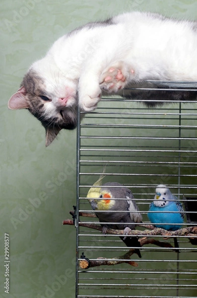 Fototapeta guard cat and parrot