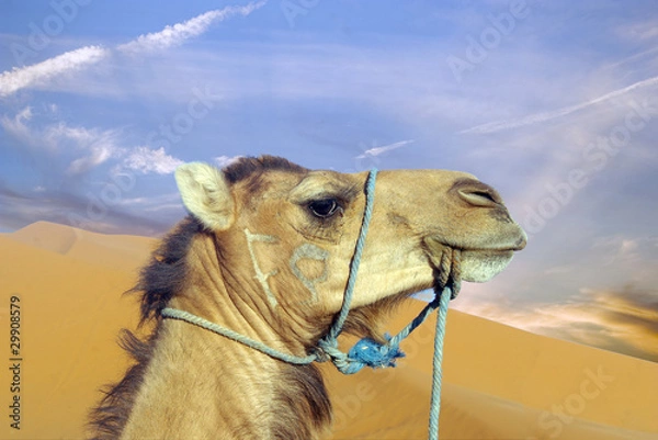 Obraz Camel in desert