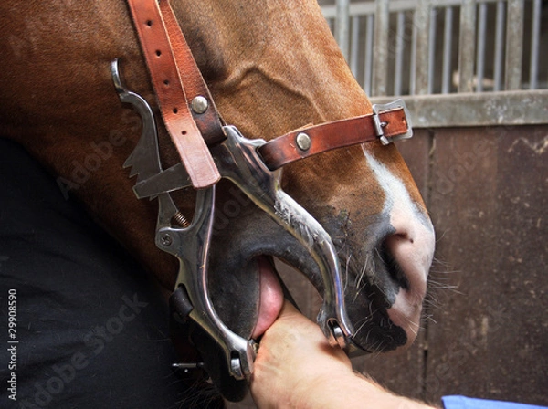 Obraz Zahnbehandlung beim Pferd