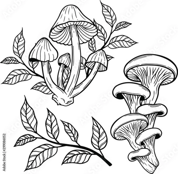 Fototapeta poison mushroom vector hand drawn illustration tattoo sketch style isolated on white