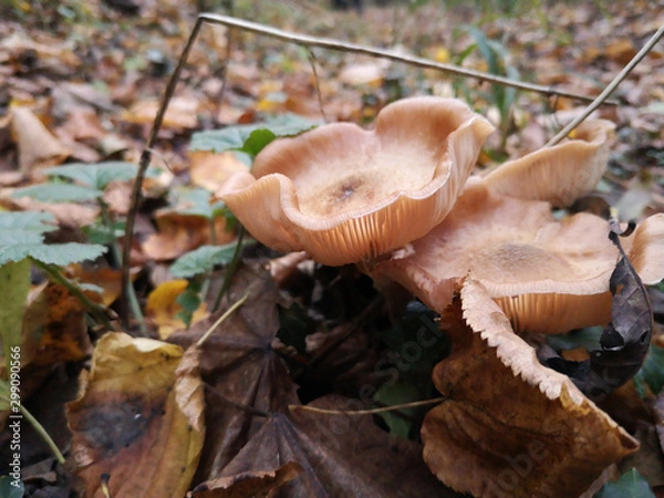 Fototapeta schwammerl