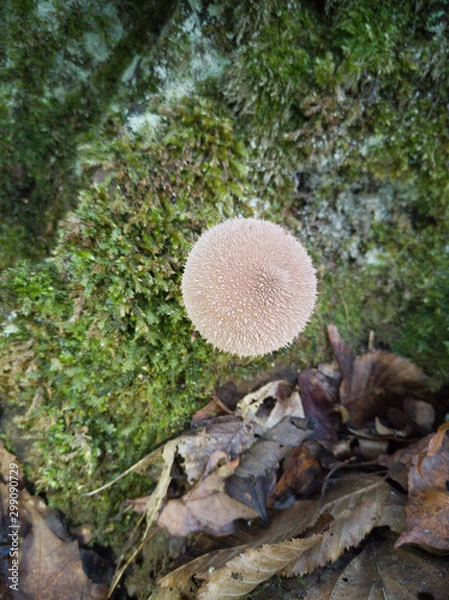 Fototapeta Pilz Pollen