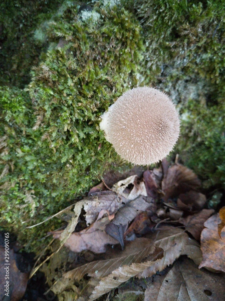 Fototapeta Pollenpilz