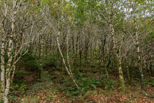 Obraz victorian walled garden kylemore irleand