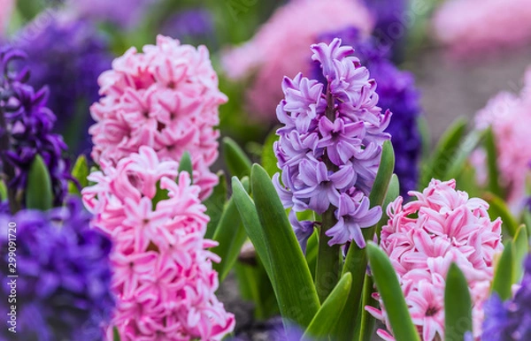 Obraz Large flower bed with multi-colored hyacinths, traditional easter flowers, flower background, easter background	