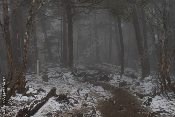Obraz 大菩薩嶺の登山道