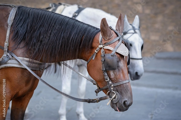 Fototapeta Two horses in harness on blurred background. Close-up