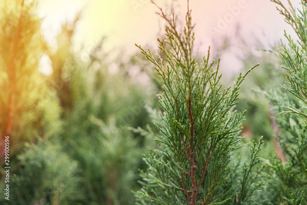 Obraz Forest of fluffy juniper tree branches, juniperus virginiana