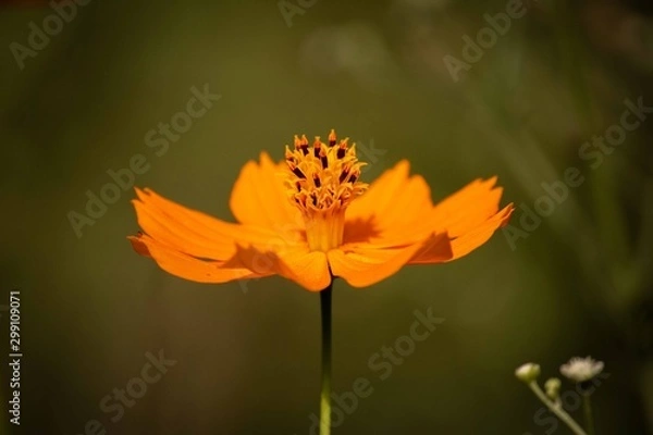 Obraz cosmos sulphureus 
