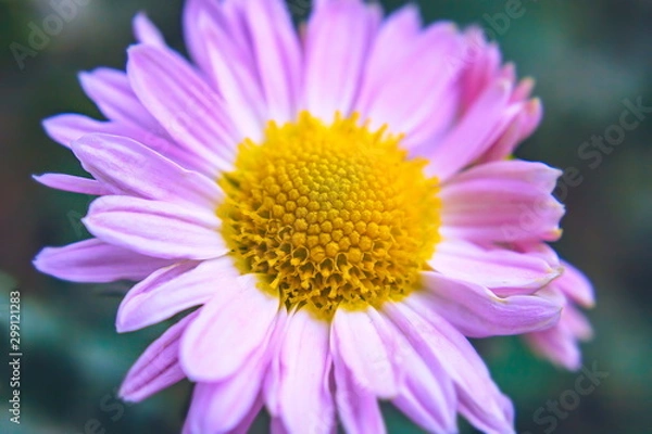 Fototapeta autumn chrysanthemum flowers close-up on a blurred background.