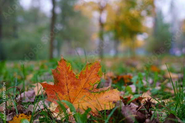 Fototapeta Colorful autumn leaf in the park