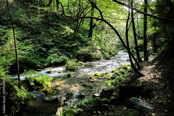 Obraz 軽井沢の川