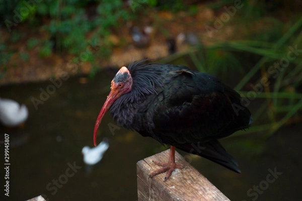 Fototapeta animal, background, bald, beautiful, beauty, bird, colorful, daytime, exotic, fauna, ibis, landscape, natural, nature, northern, outdoor, plank, reserve, scenic, summer, surface, tropical, view, water