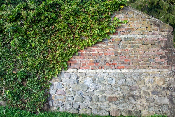Obraz old brick wall with ivy