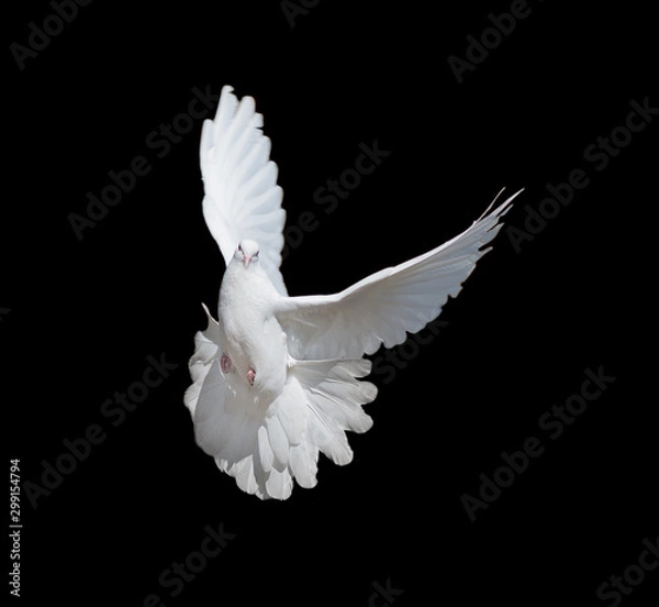 Obraz White dove on black background