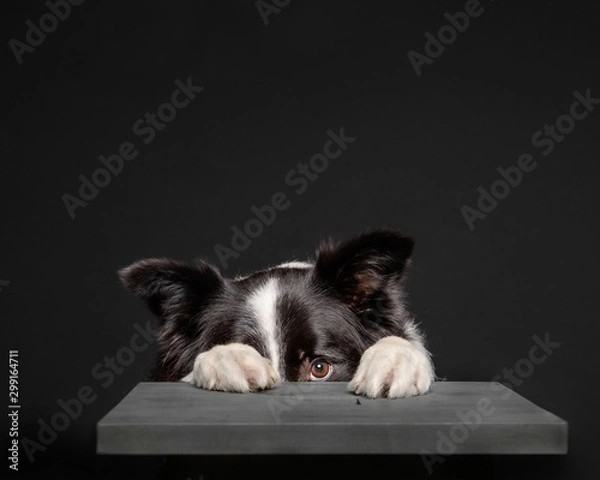 Obraz Black and white border collie hiding behind grey stool