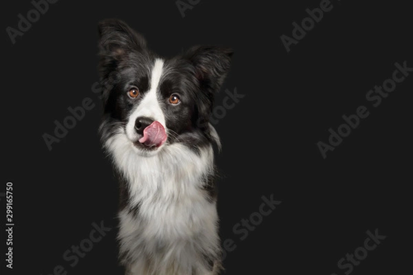 Obraz Black and white border collie on dark grey background