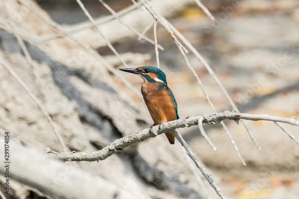 Obraz Common kingfisher (Alcedo atthis)