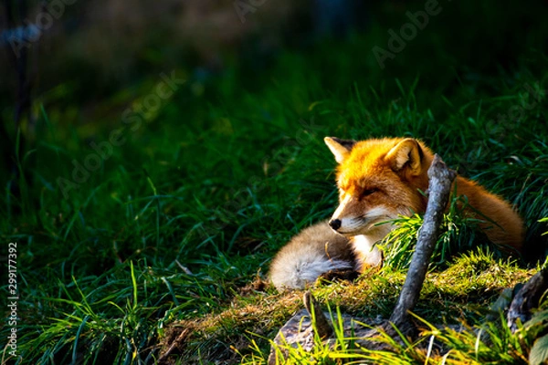 Obraz Wärmende Sonne